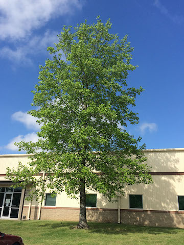Picture of Tuliptree (Liriodendron tulipifera) tree, young form Picture of Tuliptree (Liriodendron tulipifera) tree, young form