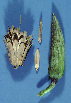 Picture of Tuliptree (Liriodendron tulipifera) fruit pods in different sizes.