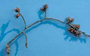 Picture closeup of Winged Elm (Ulmus alata) flowers.