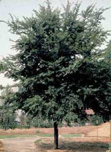 Picture of Winged Elm (Ulmus alata) tree form.