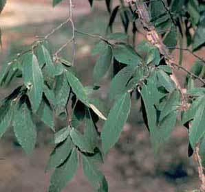 Picture closeup of Winged Elm (Ulmus alata) leaf structure and winged shapes on branch.