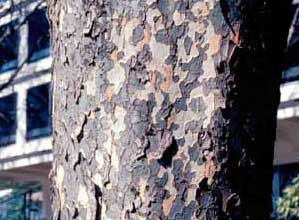Picture closeup of Chinese Elm (Ulmus parvifolia) bark showing exfoliation patterns.