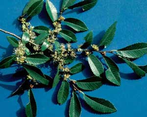 Picture closeup of Chinese Elm (Ulmus parvifolia) flowers and leaves.