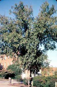 Picture of Chinese Elm (Ulmus parvifolia) tree form