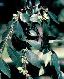 Picture closeup of Chinese Elm (Ulmus parvifolia) fruit and leaf structure.