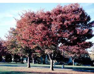 Picture of several Zelkova (Zelkova serrata) trees in faded maroon fall color.