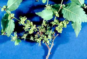 Picture closeup of Zelkova (Zelkova serrata) green flowers and leaves.