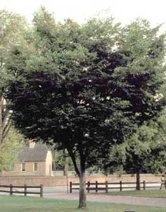 Picture of Zelkova (Zelkova serrata) tree form.