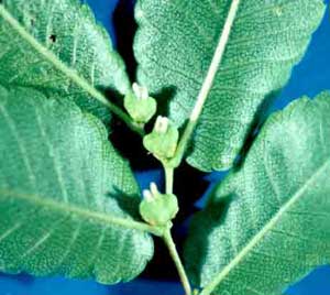 Picture closeup of Zelkova (Zelkova serrata) leaves with buds.