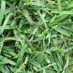 Photo of turf (grass) - Link to turf common and scientific indexes
