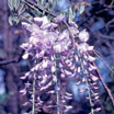 Photo of a vine with flowers. Link to common name index.