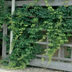 Photo of a vine. Link to scientific name index.