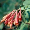 Photo of a vine with flowers - Link to vines common and scientific indexes