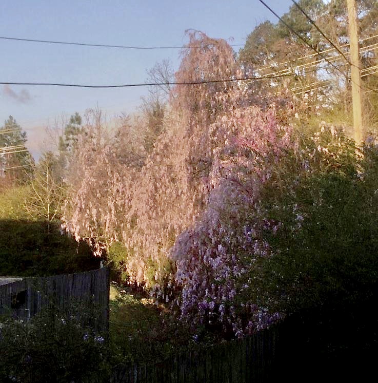 Photo of a wisteria vine show in an additional shrub form.