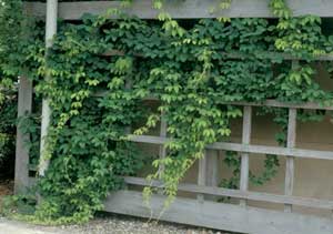 Photo of Fiveleaf Akebia vine growing on a trellis.