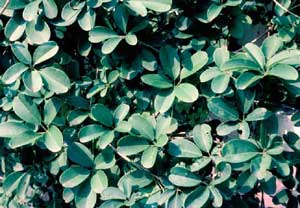 Photo of Fiveleaf Akebia vine.