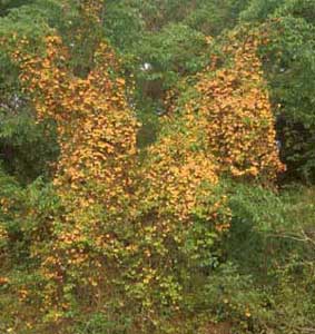 Picture of Crossvine (Bignonia capreolata) form covered in yellow-orange flowers