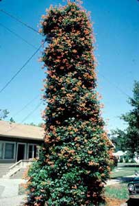 Photo of a Common Trumpetcreeper vine