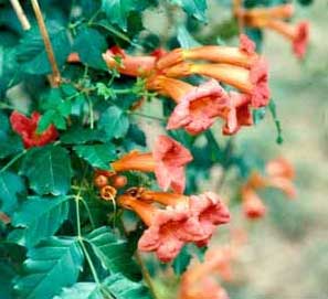 Photo of a Common Trumpetcreeper vine flowers and leaves.