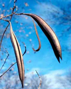 Photo of a Common Trumpetcreeper vine fruit.