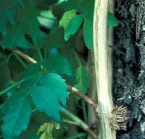 Photo of a Common Trumpetcreeper vine holdfasts on a tree trunk.