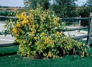 Photo of bittersweet vines groin over a fence rail.