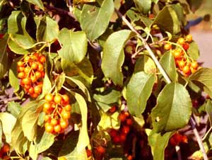 Photo of bittersweet vines with fruit