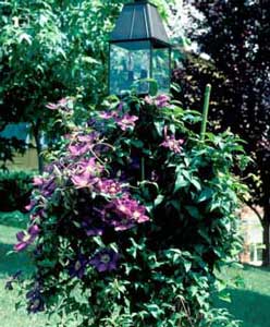 Photo of a Clematis Vine growing on a lamp post