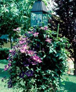 Photo of a Clematis Vine growing on a lamp post Photo of a Clematis Vine growing on a lamp post