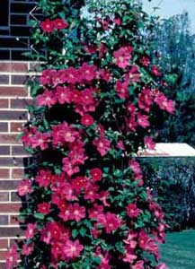 Photo of a Clematis Vine with red flowers growing on a trellis