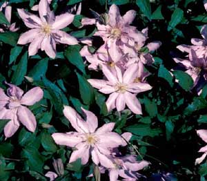 Photo of a Clematis Vine with pink flowers Photo of a Clematis Vine with pink flowers