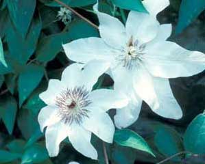 Photo of a Clematis Vine with white flowers Photo of a Clematis Vine with white flowers