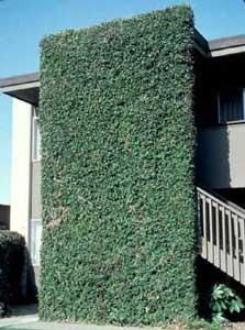 Photo of creeping fig vine on a building