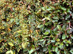 Photo of creeping fig vine leaf structures