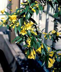 Photo of a Carolina Jasmine vine with leaves and flowers Photo of a Carolina Jasmine vine with leaves and flowers