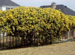 Photo of Carolina Jasmine vine with flowers growing on a fence Photo of Carolina Jasmine vine with flowers growing on a fence