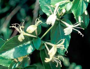 Photo of Japanese honeysuckle vine flowers.