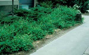 Photo of Japanese honeysuckle vines, no support.