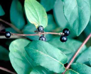 Photo of Japanese honeysuckle vine leaves and fruit.