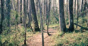 Photo of Japanese honeysuckle vines growing in a woody area.