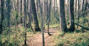 Photo of Japanese honeysuckle vines growing in a woody area.