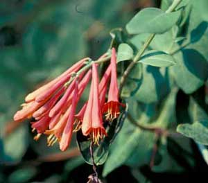 Photo of a Trumpet Honeysuckle vine trumpet shaped flowers.