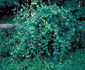 Photo of a Trumpet Honeysuckle vine