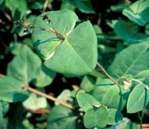 Photo of a Trumpet Honeysuckle vine leaves. Photo of a Trumpet Honeysuckle vine leaves.