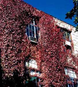 Photo of a Virginia Creeper vine growing on the side of a building showing fall color.