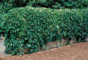 Photo of a Virginia Creeper vine supported by a wall.