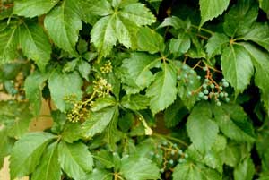 Photo of a Virginia Creeper vine leaves and fruit. Photo of a Virginia Creeper vine leaves and fruit.