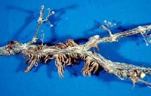 Photo of a Virginia Creeper vine stem with adhesive tendrils. Photo of a Virginia Creeper vine stem with adhesive tendrils.