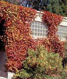Photo of Boston Ivy growing on a building in fall color.