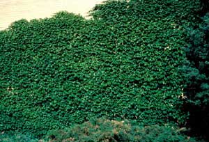 Photo of Boston Ivy form supported by a large fence